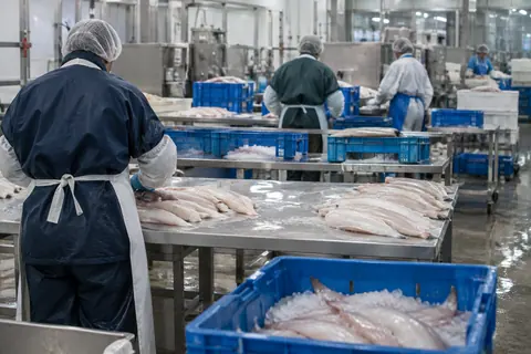 AI-generated illustration: Anonymous workers at a stainless-steel fish-processing line.
